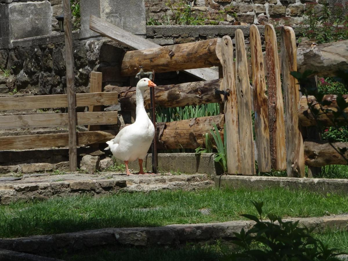 Le Mas Du Galibot Chambre Cambalotte Saint-Florent-sur-Auzonnet Bagian luar foto